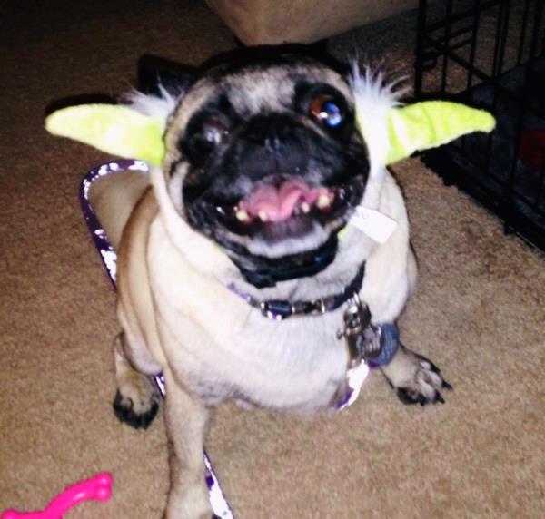 /images/uploads/pug nation rescue of los angeles/pugnation2021/entries/15654thumb.jpg